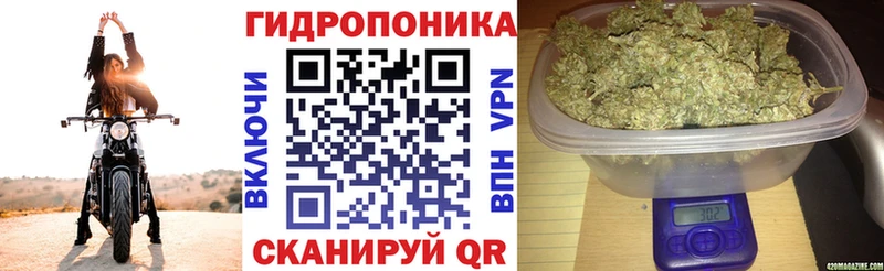 Марихуана конопля  Тверь 
